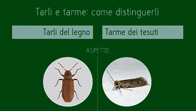 come distinguere tarli e tarme