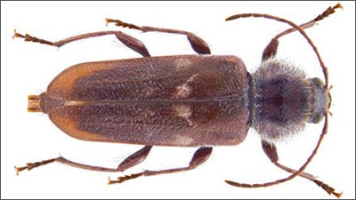 capricorno delle case