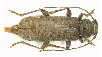 capricorno delle latifoglie