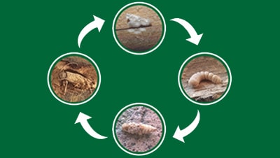 ciclo biologico tarli