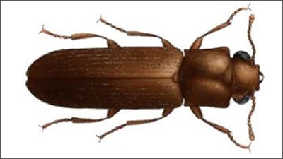Lyctus brunneus