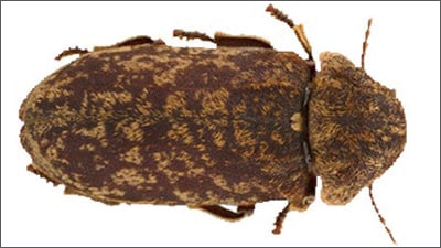 Orologio della morte