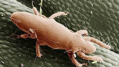 Pyemotes ventricosus