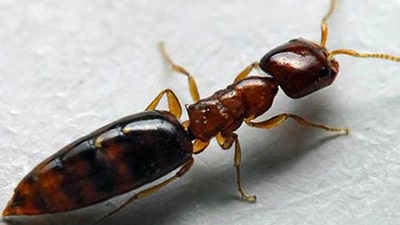 Scleroderma domesticum