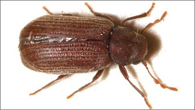 Anobium punctatum