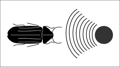 icona ultrasuoni su tarli
