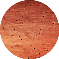 fori di sfarfallamento su legno