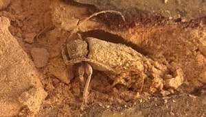 Adulto di Tarlo Cerambicide