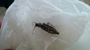 Capricorno delle case rinvenuto Capricorno delle case