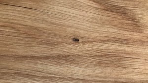 Carcassa di tarlo adulto