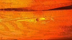 Danni dei tarli su legno