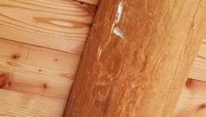 Danni provocati dai tarli sulle travi