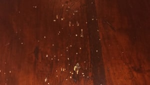 Fori di tarlo Anobide