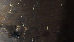 Fori di tarlo Fori di tarlo