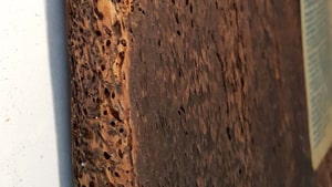 Fori di tarlo su icona Fori di tarlo su icona