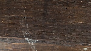 Fori e rosume rilevati su una trave Fori e rosume su trave