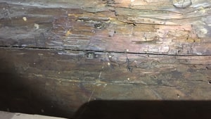 Fori di tarlo Fori di tarlo