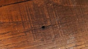 Fori di sfarfallamento tarli sulle travi