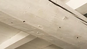 Fori di tarlo su travi