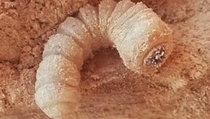 Larva di Tarlo Cerambicide