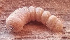 Larva di Tarlo Cerambicide