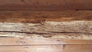 Fori di sfarfallamento su trave