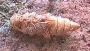 Pupa di Tarlo Cerambicide