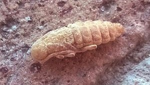 Pupa di Tarlo Cerambicide