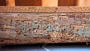 Particolare fori e gallerie da tarli