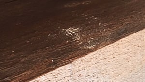 Rosume di tarlo Rosume di tarlo