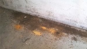 Rosume dei tarli del legno Rosume prodotto dai tarli