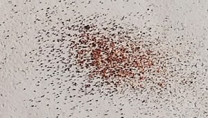 Segatura di tarlo Anobide Segatura di tarlo Anobide