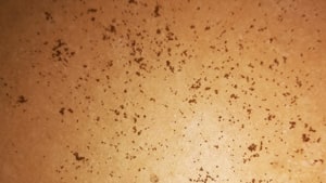 Segatura di tarlo Anobide