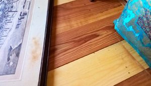 Segatura e carcasse tarli