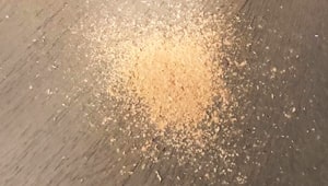 Segatura da tarlo cerambicide