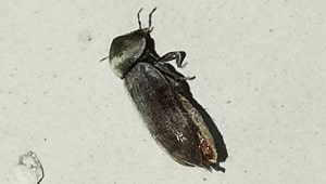 Tarlo Anobide Tarlo Anobide