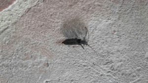 Tarlo Cerambicide rinvenuto Tarlo Cerambicide