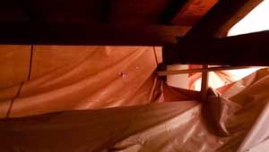 Trattamento antitarlo in corso Trattamento antitarlo in corso